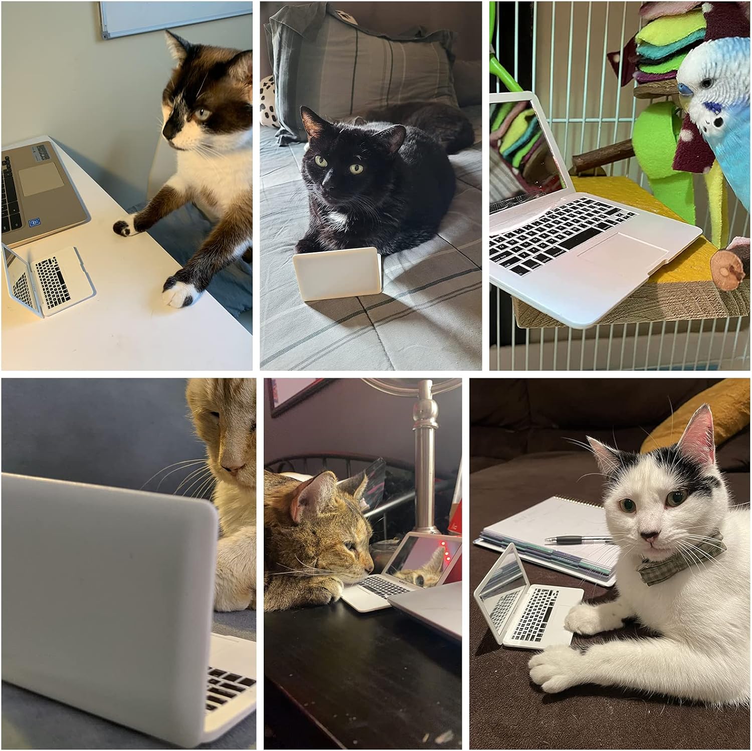 Cat Laptop