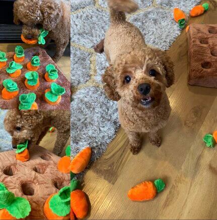 Carrot Patch Snuffle Toy