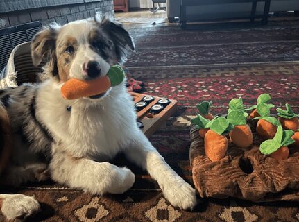 Carrot Patch Snuffle Toy